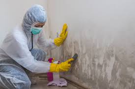 Trusted Sheldon, IA Mold Removal Experts